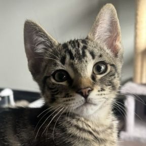 Photo of Elio