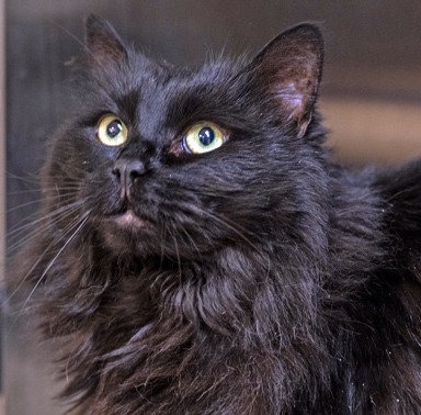 Burrito - Domestic Shorthair cat available for adoption in Calgary