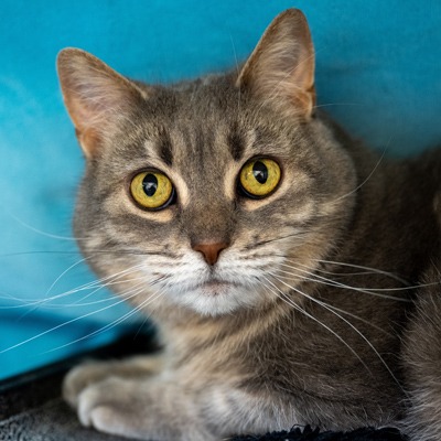 Photo of Enchilada