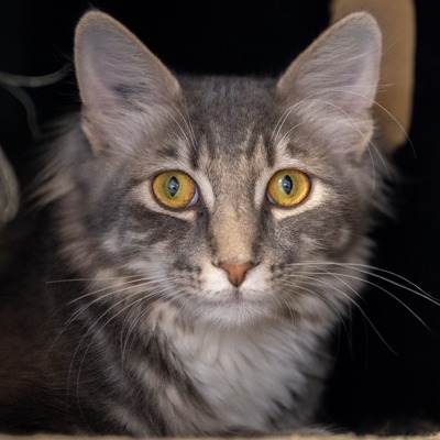 Photo of Fluffernutter
