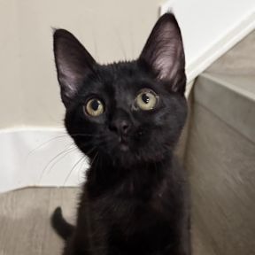 Photo of Licorice