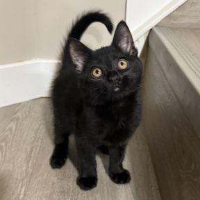 Photo of Olive