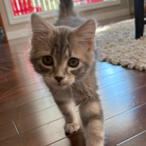 Photo of Sprinkles