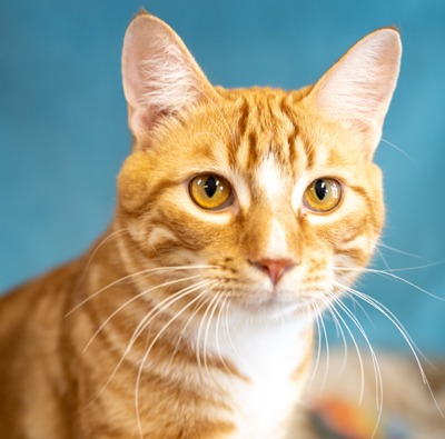 Chapman - Domestic Shorthair cat available for adoption in Calgary