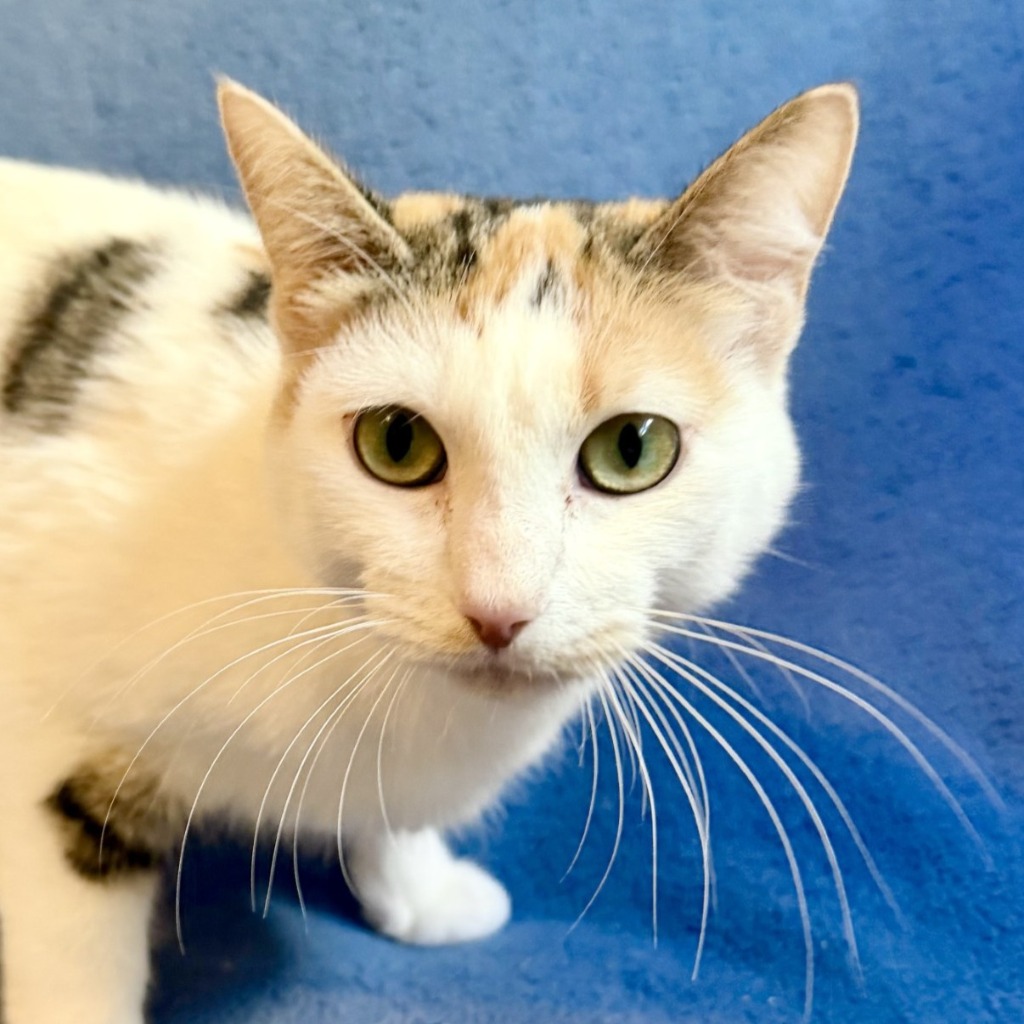 Sprinkle Sundae - Domestic Shorthair cat available for adoption in Alberta