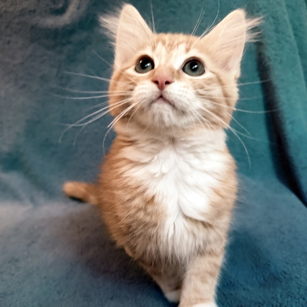 Photo of Caramel