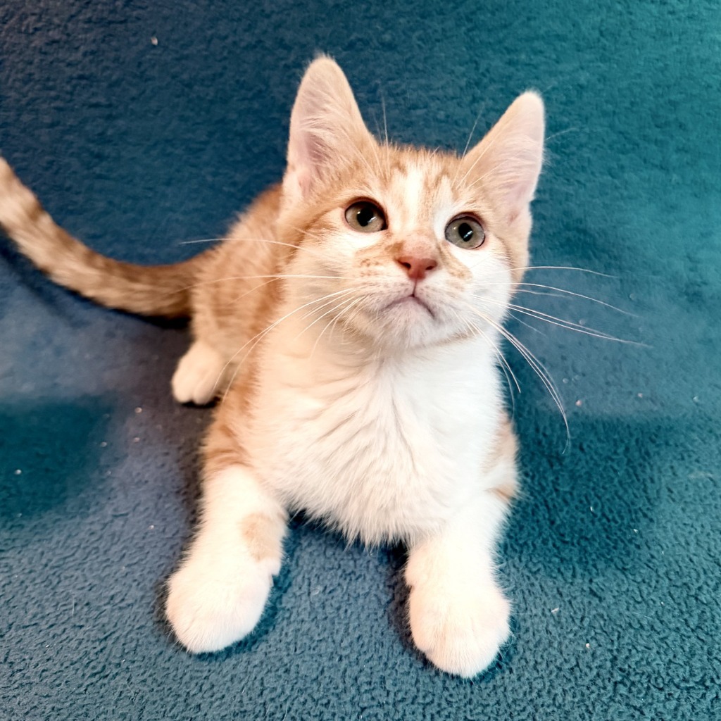 Photo of Fuzzy Peach