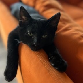 Zurvan - Dsh cat available for adoption in Calgary
