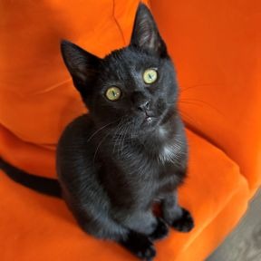 Kraith - Dsh cat available for adoption in Calgary