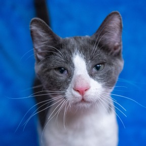 Photo of Rufus