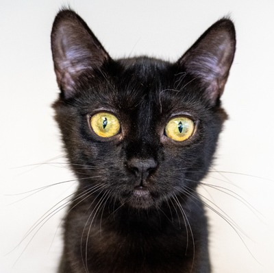 Photo of Drizzle