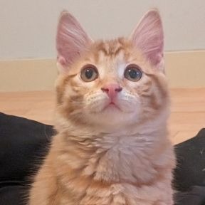 Photo of Murphy
