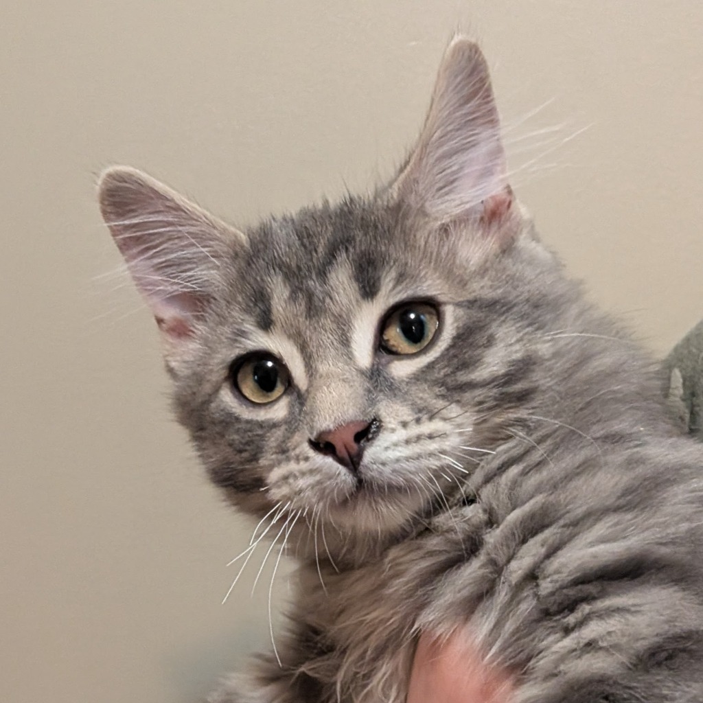 Photo of Otis