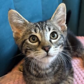 Photo of Odin