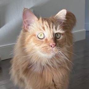 Coriolis - Domestic Shorthair cat available for adoption in Alberta
