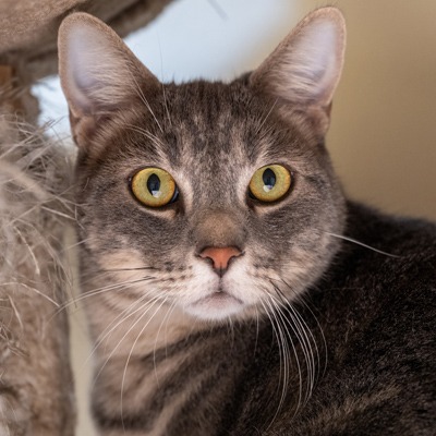 Jester - Dsh cat available for adoption in Calgary