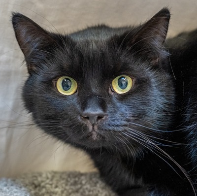 Joust - Domestic Shorthair cat available for adoption in Calgary