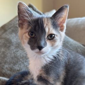 Photo of Speck