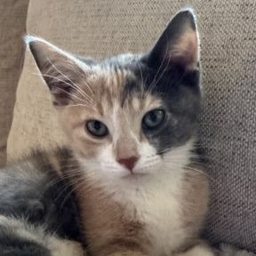 Photo of DewDrop