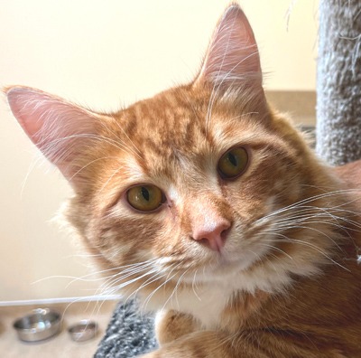 Chainmail - Domestic Shorthair cat available for adoption in Calgary