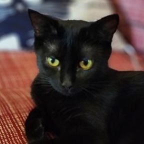 Photo of Lady Shadow