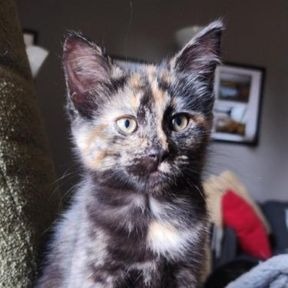 Photo of Lotus