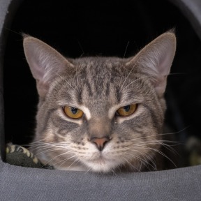 Photo of Cracker Jack