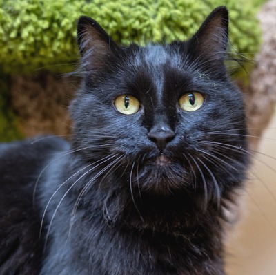Tiddlywinks - Domestic Shorthair cat available for adoption in Alberta