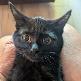 Photo of Twyla