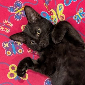 Gremlin - Domestic Shorthair cat available for adoption in Calgary