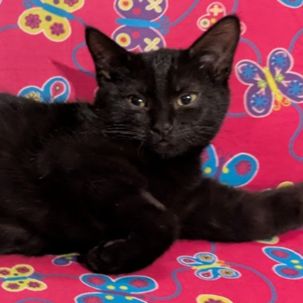 Binx - Domestic Shorthair cat available for adoption in Calgary