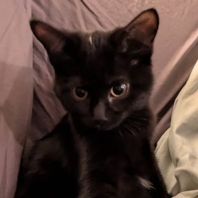 Teala - Domestic Shorthair cat available for adoption in Calgary