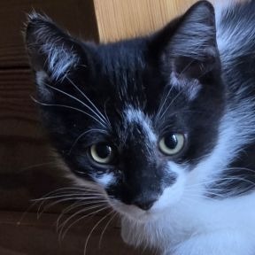 Photo of Tybalt
