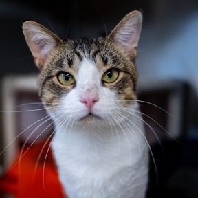 Photo of Simon Says