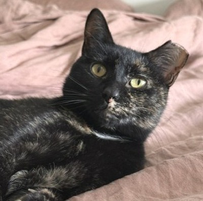 Photo of Slinky