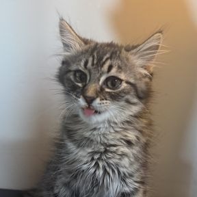 Microwave - Domestic Shorthair cat available for adoption in Alberta