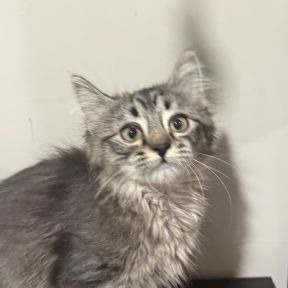 Oven - Domestic Shorthair cat available for adoption in Alberta