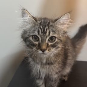 Toaster - Domestic Shorthair cat available for adoption in Alberta