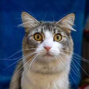 Photo of Cheetara