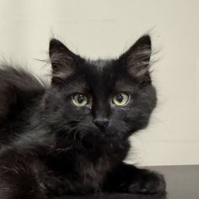 Refrigerator - Domestic Shorthair cat available for adoption in Alberta