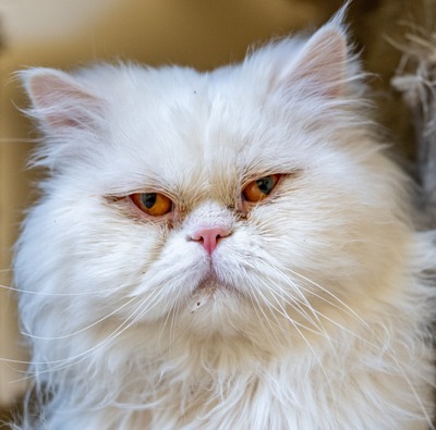Gargamel - Persian cat available for adoption in Calgary