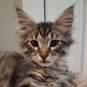Photo of Ghost