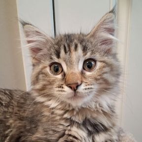 Photo of Icy