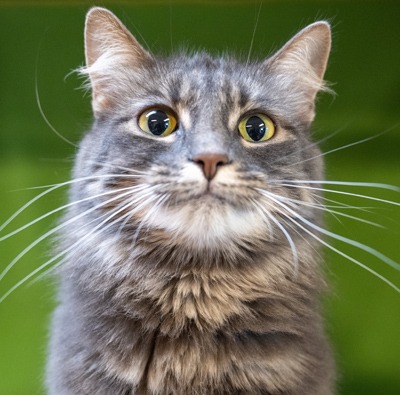 Photo of Tinkertoy