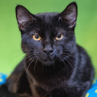 Photo of Popple