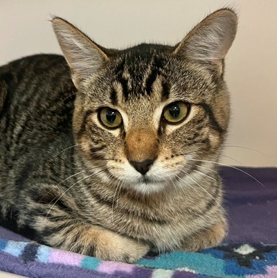 Randall - Domestic Shorthair cat available for adoption in Alberta