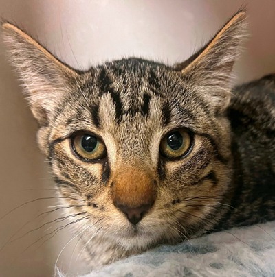 Finster - Domestic Shorthair cat available for adoption in Alberta