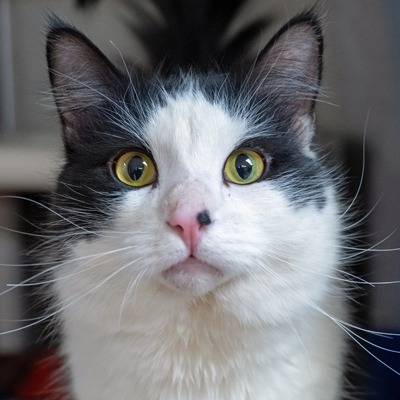 Photo of Major