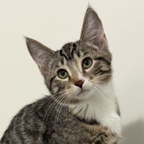 Dampe - Domestic Shorthair cat available for adoption in Alberta
