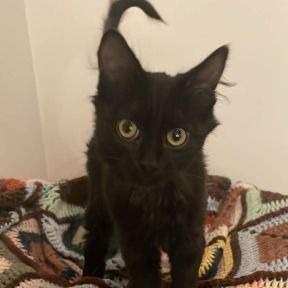 Moon - Domestic Shorthair cat available for adoption in Alberta